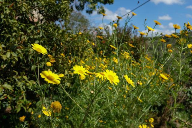 Natural Reserve Apartment Zikhron Ya'akov Eksteriør bilde